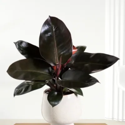 Philodendron Black Cardinal