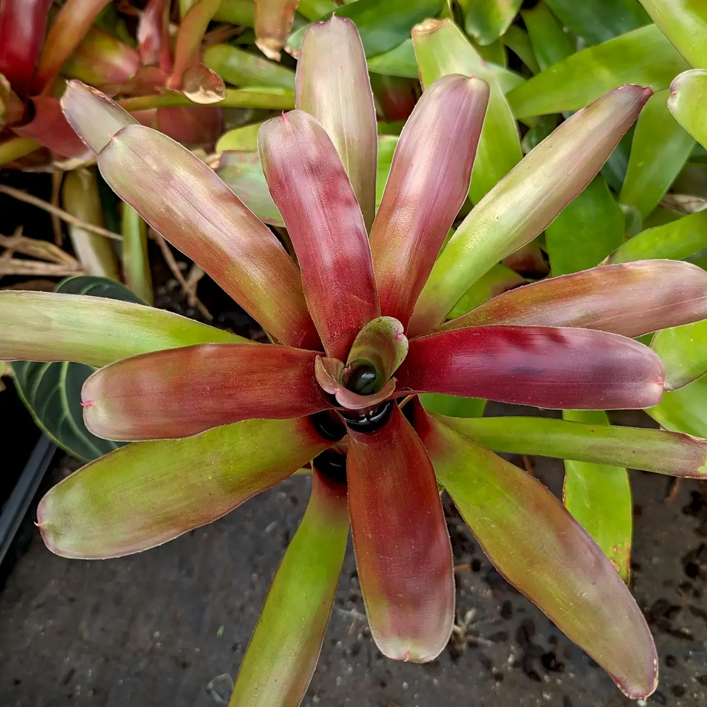 Bromeliad Neoregelia Fireball