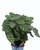 calathea makoyana