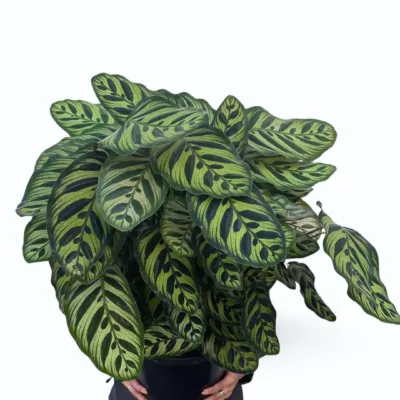 calathea makoyana