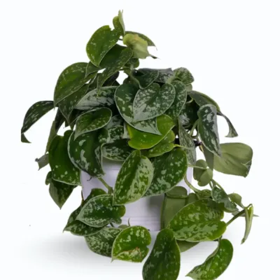Satin Pothos (Scindapsus pictus ‘Argyraeus’)