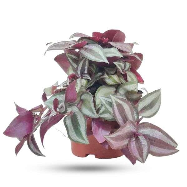Tradescantia Zebrina – Wandering Jew Plant - Image 2