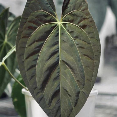 Anthurium ‘Dark Phoenix’ – Rare Hybrid with Dark Velvet Leaves