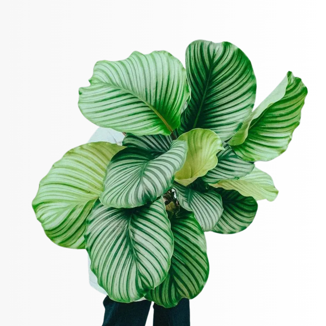 calathea orbifolia