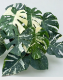 Monstera Thai Constellation