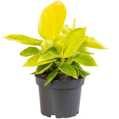 Philodendron Moonlight – Bright Neon Philodendron
