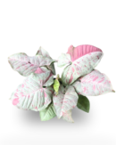 Syngonium Milk Confetti – Rare Arrowhead Vine