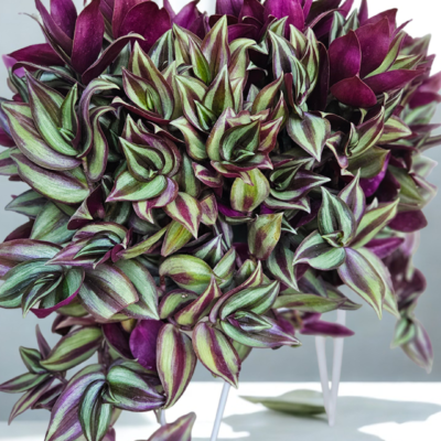 Tradescantia Zebrina – Wandering Jew Plant