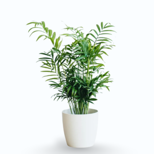 Chamaedorea elegans – Bamboo / Parlour Palm