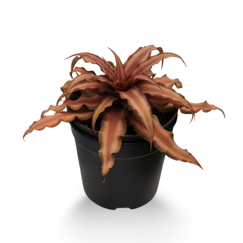 Cryptanthus Argurophyllus (Brown) – Earth Star Bromeliad plant