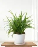Nephrolepis cordifolia ‘Lemon Button’ – Duffi Fern
