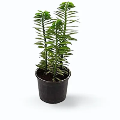 Pedilanthus tithymaloides – Devil’s Backbone / Zig-Zag Plant