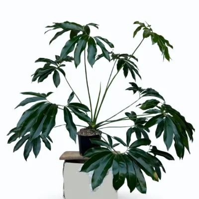 Philodendron goeldii – Finger Leaf Philodendron