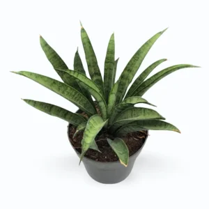 Sansevieria ‘Liliput’ – Miniature Snake Plant