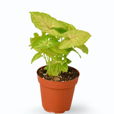 Syngonium podophyllum ‘Golden Allusion’