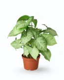 Syngonium ‘White Butterfly’ (Syngonium podophyllum)