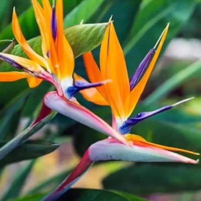 Bird of Paradise (Strelitzia reginae) – Exotic Tropical Plant