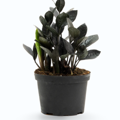 Zamioculcas zamiifolia ‘Raven’ – Black ZZ Plant