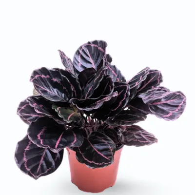 calathea-dottie