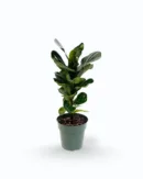 Ficus lyrata ‘Bambino’ – Dwarf Fiddle Leaf Fig