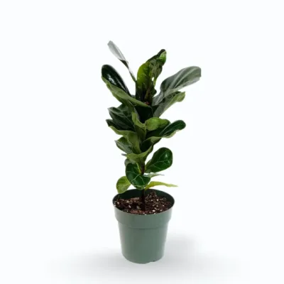 Ficus lyrata ‘Bambino’ – Dwarf Fiddle Leaf Fig