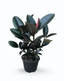 Ficus elastica – Rubber Plant