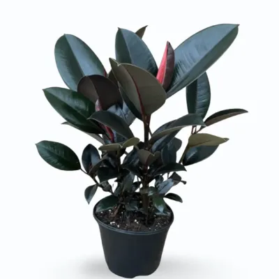 Ficus elastica – Rubber Plant