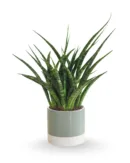 Sansevieria ‘Fernwood’ Mikado – Compact Snake Plant