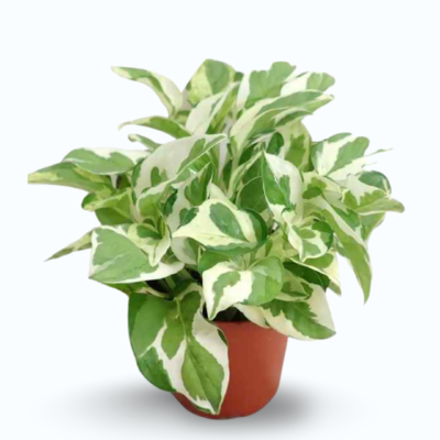 N’Joy Pothos (Epipremnum aureum ‘N’Joy’)