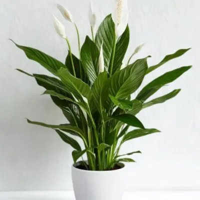 Peace Lily – Air-Purifying Indoor Plant