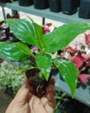 Peace Lily – Air-Purifying Indoor Plant - Sapling Netpot