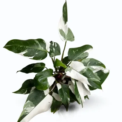 Philodendron White Princess