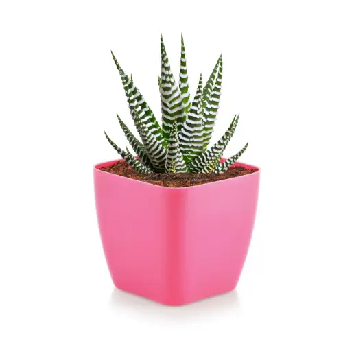 RootPod 1 - Square Planter (Set of 6) - Pink