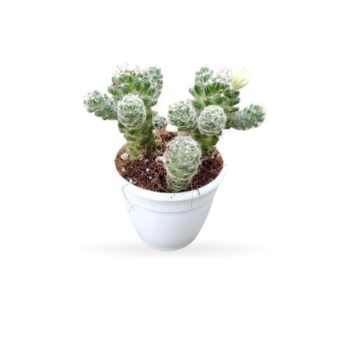 Cacti Mammilaria Gracilis Antje