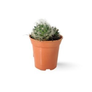 Greenflower Nipple Cactus (Mammillaria longimamma)