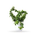 Jade Plant Menechar (Crassula ovata)