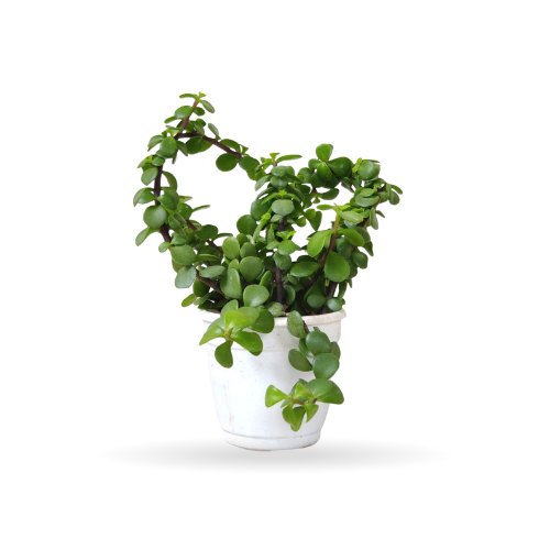 Jade Plant Menechar (Crassula ovata)