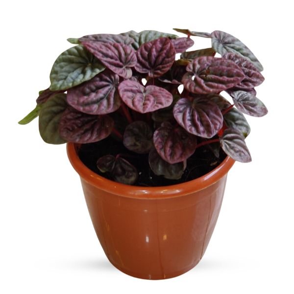 Peperomia Caperata ‘Luna Red’ Plant - Image 2