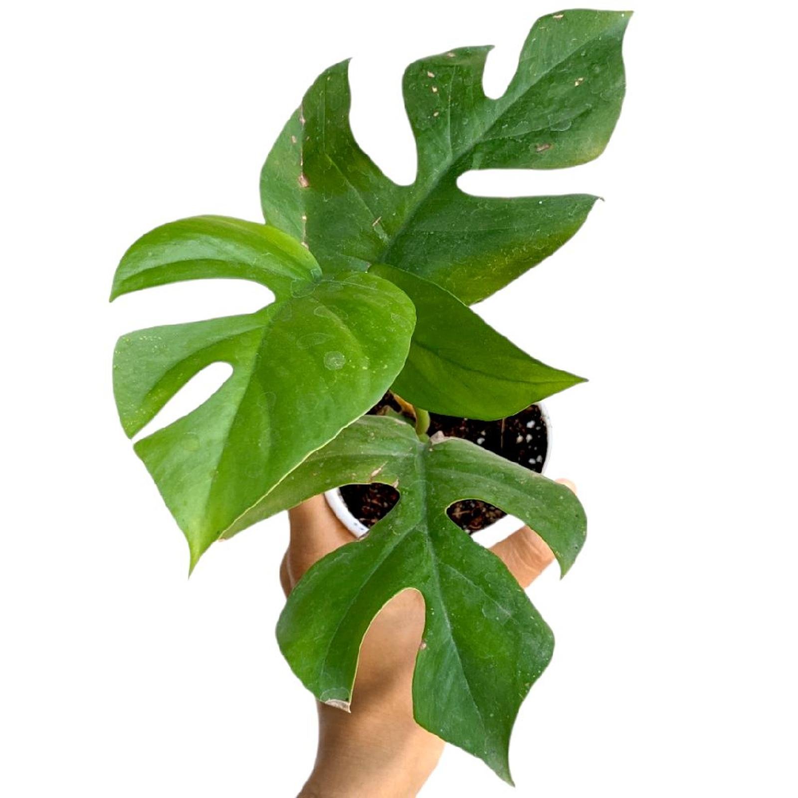 Monstera Deliciosa Green Plant