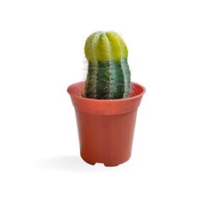 Parodia magnifica - Golden Ball Cactus