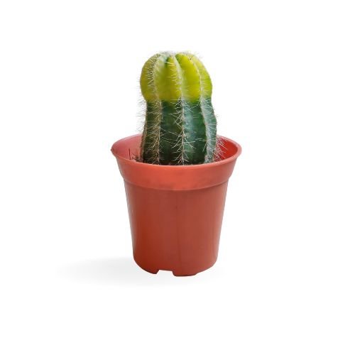 Parodia magnifica - Golden Ball Cactus