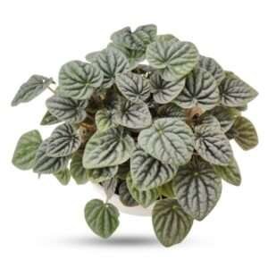 Peperomia Caperata – Rare Heart-Leaf Plant