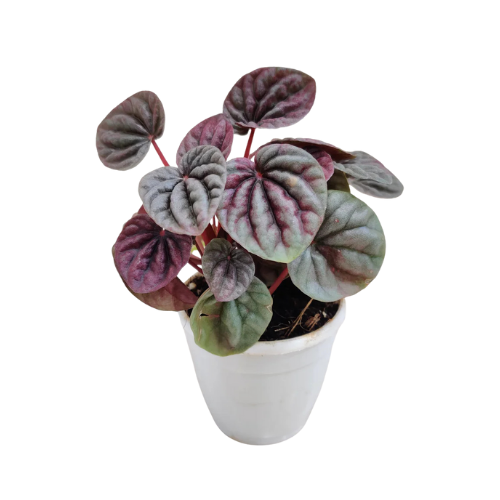 Peperomia Caperata ‘Luna Red’ Plant