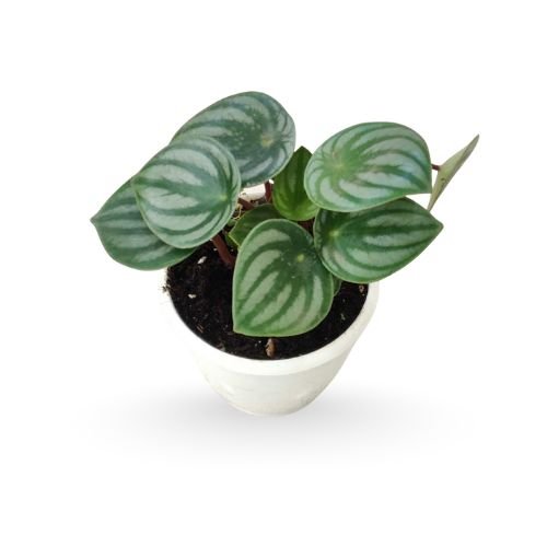 Peperomia Watermelon (Peperomia argyreia) – Rare Tropical Plant