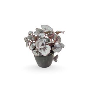 Rex Begonia Fire Women