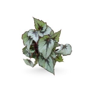 Rex Begonia Flirty Girl