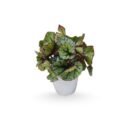 Rex Begonia 'Kwiaty Doniczkowe'