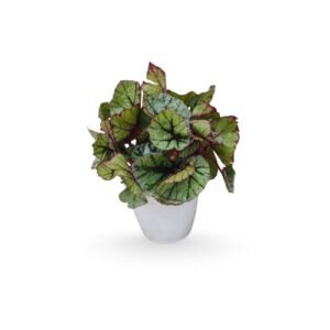 Rex Begonia