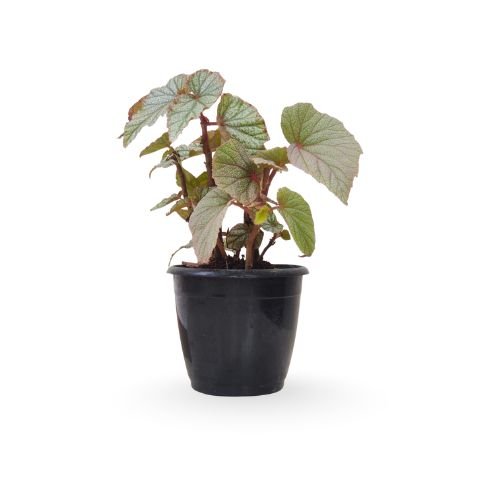 Rex Begonia 'Sinbad'