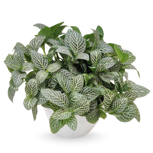 Fittonia Albivenis Green